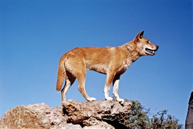 Дикая собака динго (лат. Canis lupus dingo)